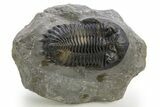 Multi-Toned Hollardops Trilobite Fossil - Ofaten, Morocco #319942-2